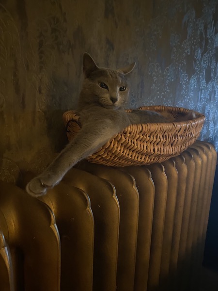 Grey Russian blue cat called Misha sleeping in a basket on a radiator with his paw stretched out